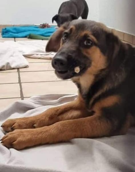 ELLIE -Rundum tolles Hundekind-