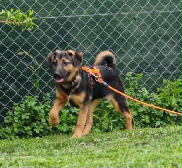 ELLIE -Rundum tolles Hundekind-
