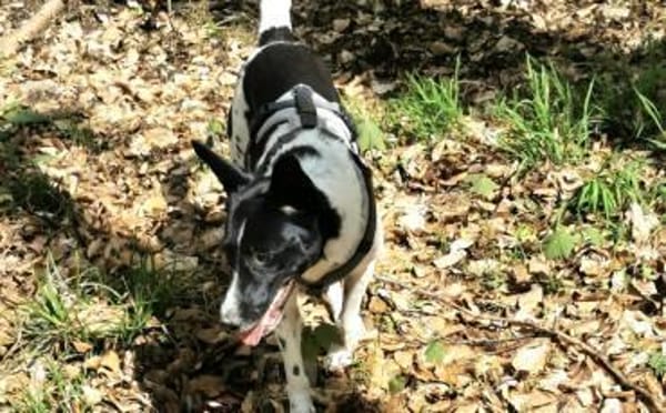 Lobita sucht ein ruhiges Zuhause