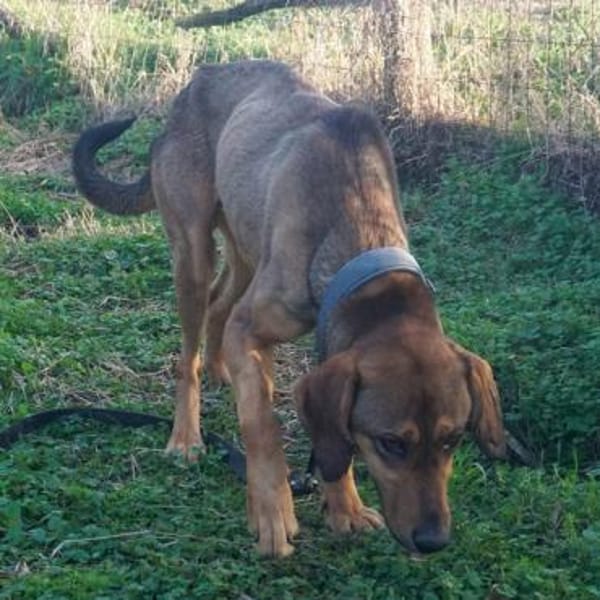 Bracken-Mix Sisco ist ein Sonnenschein!