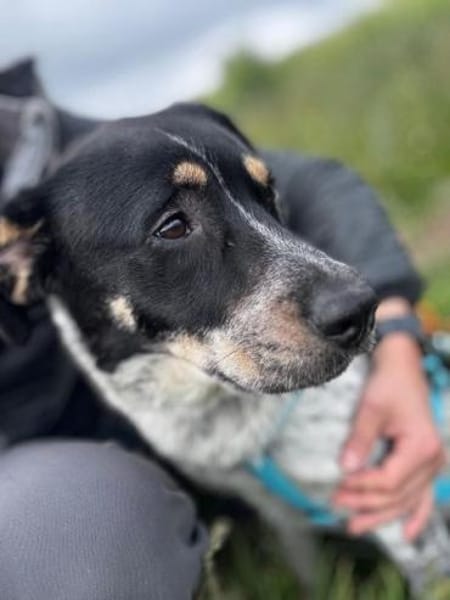 MAZIE -Lieb, sozial & lebensfroh-