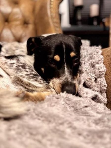 MAZIE -Lieb, sozial & lebensfroh-