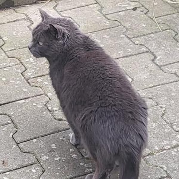 BLUE sucht sein Zuhause