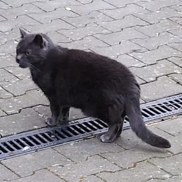 BLUE sucht sein Zuhause
