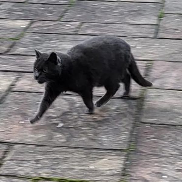 BLUE sucht sein Zuhause