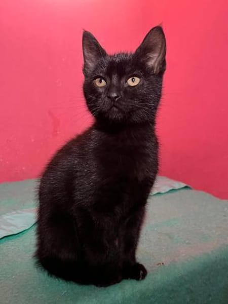 Verträgliches Katzenpaar Luz & Sombra