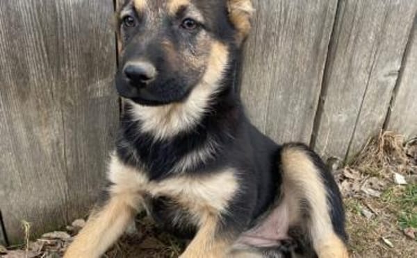 Körbchen gesucht für Romina