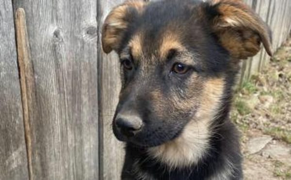 Körbchen gesucht für Romina