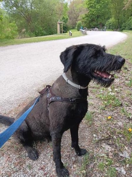 Charly, Schnauzer-Mix (geb.2020)