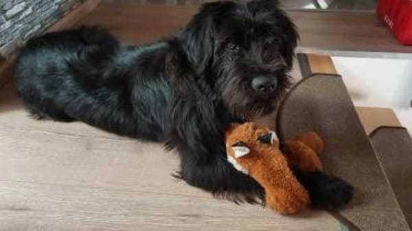 Charly, Schnauzer-Mix (geb.2020)