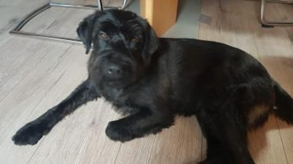 Charly, Schnauzer-Mix (geb.2020)