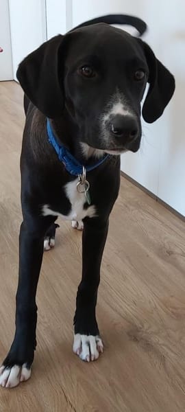 Tuxedo wartet auf sein Für-Immer-Zuhause