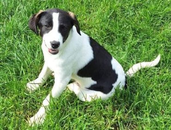 GUCCI -rundum tolles Hundekind-