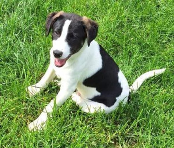GUCCI -rundum tolles Hundekind-