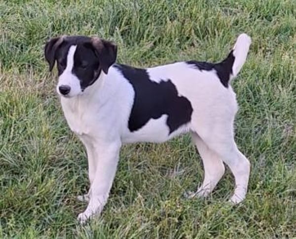 GUCCI -rundum tolles Hundekind-