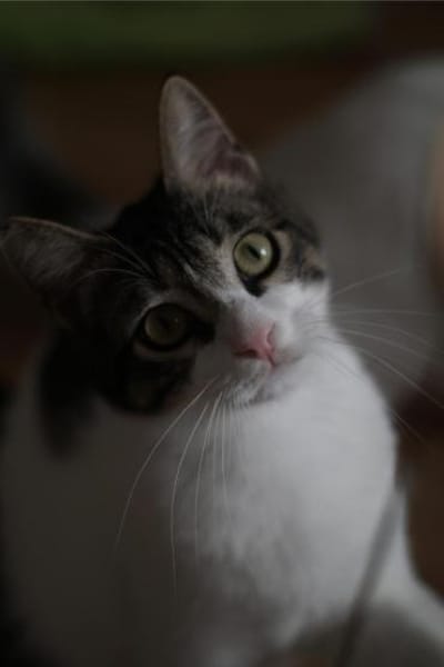 Tiny, lebenslustiger Herzensbrecher, 11M