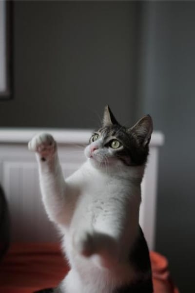 Tiny, lebenslustiger Herzensbrecher, 11M