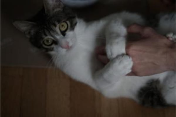 Tiny, lebenslustiger Herzensbrecher, 11M