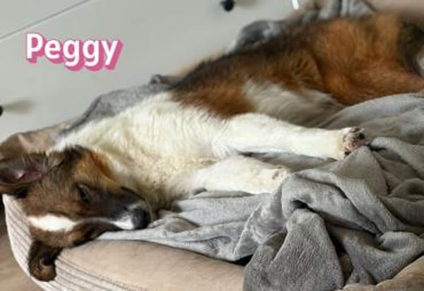 Peggy - verschmust und verspielt