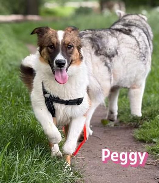Peggy - verschmust und verspielt