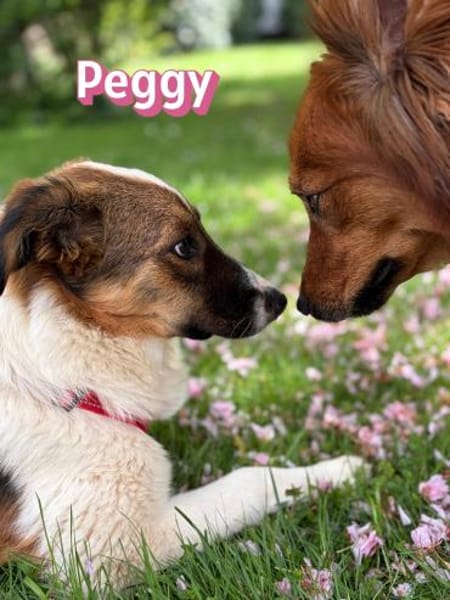 Peggy - verschmust und verspielt