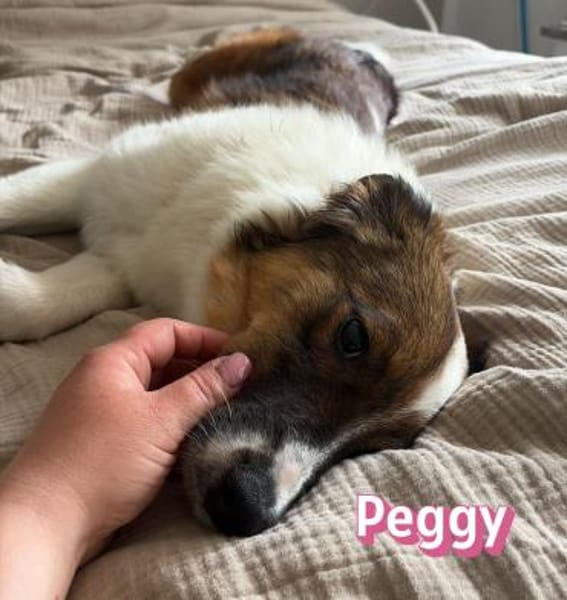 Peggy - verschmust und verspielt