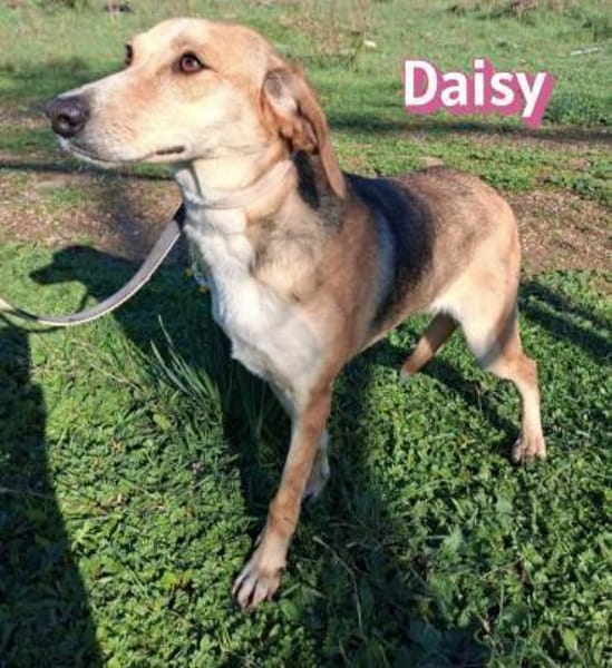 Daisy - treu und menschenbezogen