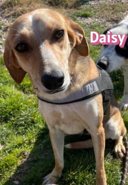 Daisy - treu und menschenbezogen