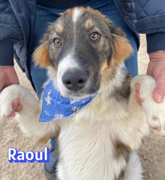 Raoul - verschmust und verspielt
