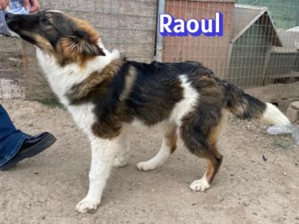 Raoul - verschmust und verspielt