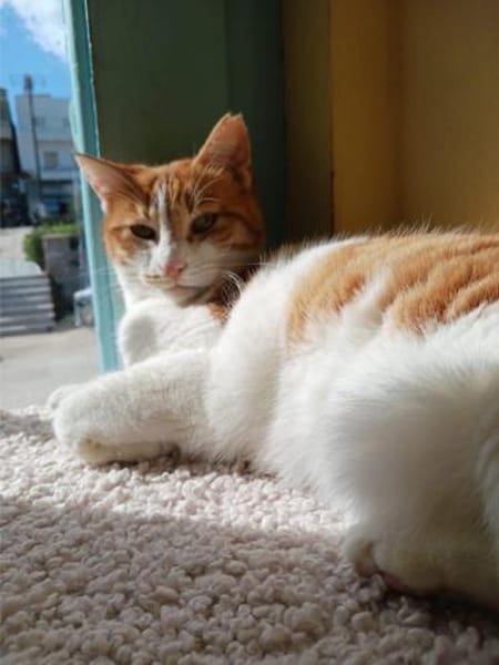 Kanela, verspielte Kuschelmaus, ca. 4 Ja