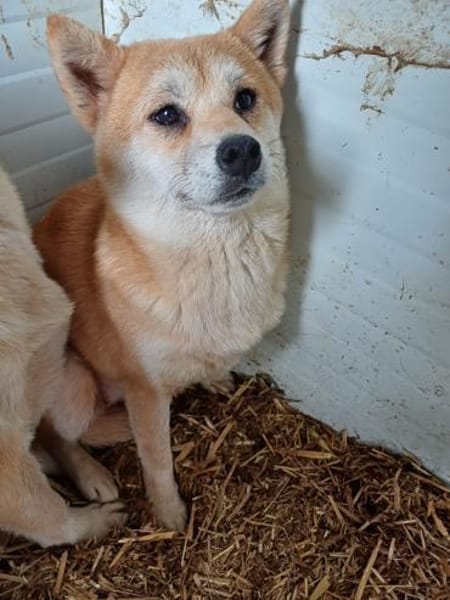 Arista schüchterne Shiba Hündin sucht 🏡