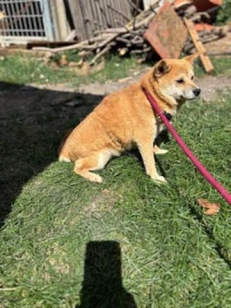 Arista schüchterne Shiba Hündin sucht 🏡