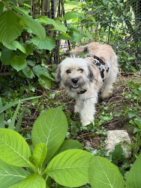 Filou in 59329 Wadersloh