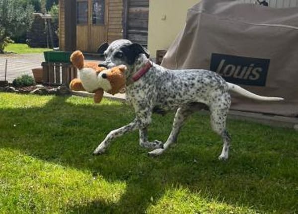 Lunares - Zuhause gesucht