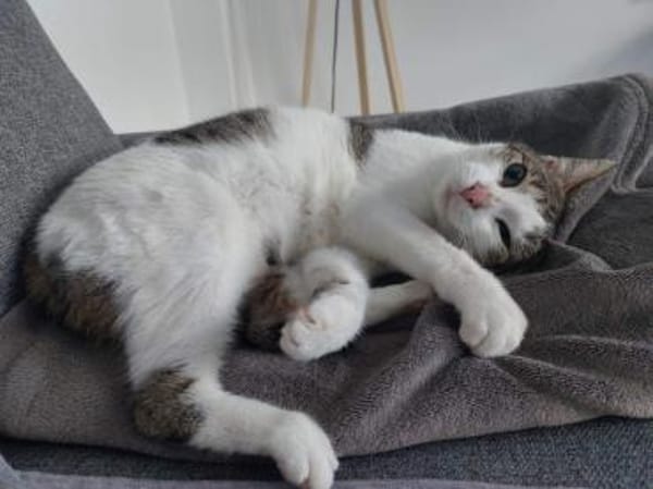 Maira aus dem Tierschutz
