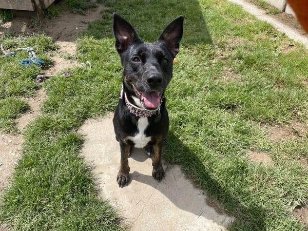 XENA