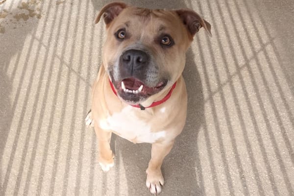 Tyson