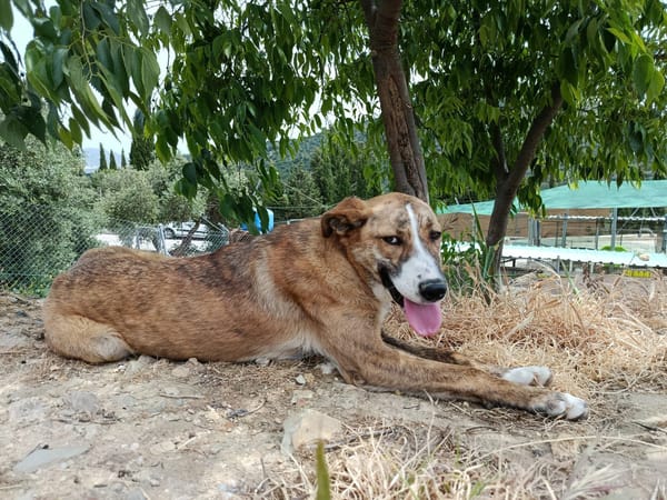 FIONA (UnionAnimal)