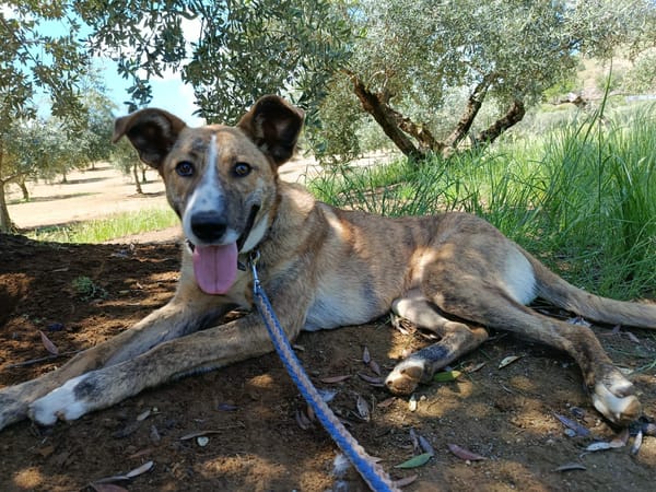 FIONA (UnionAnimal)