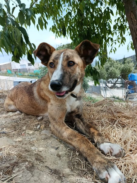 FIONA (UnionAnimal)