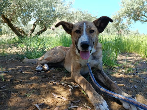 FIONA (UnionAnimal)