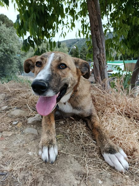 FIONA (UnionAnimal)