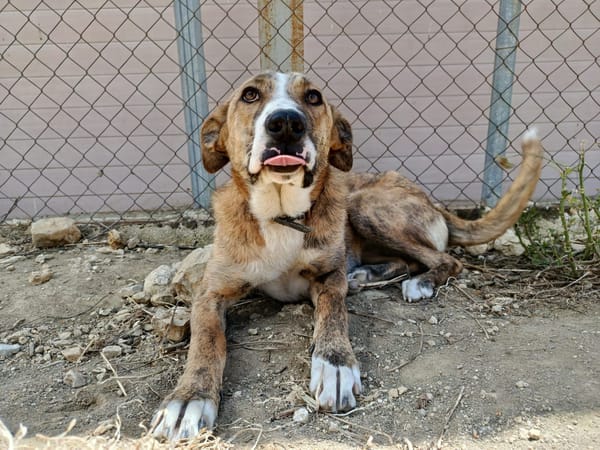 FIONA (UnionAnimal)