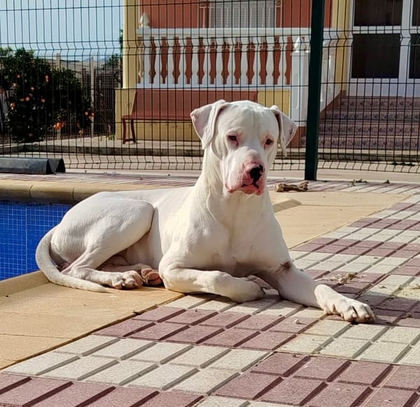 OLAF (Martina)