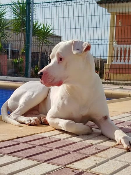 OLAF (Martina)