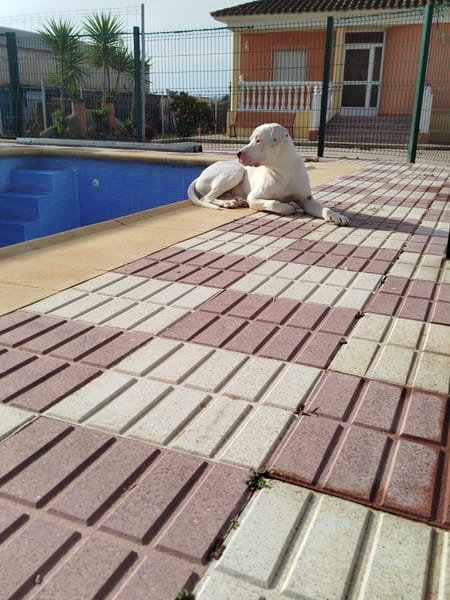 OLAF (Martina)
