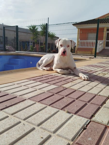 OLAF (Martina)