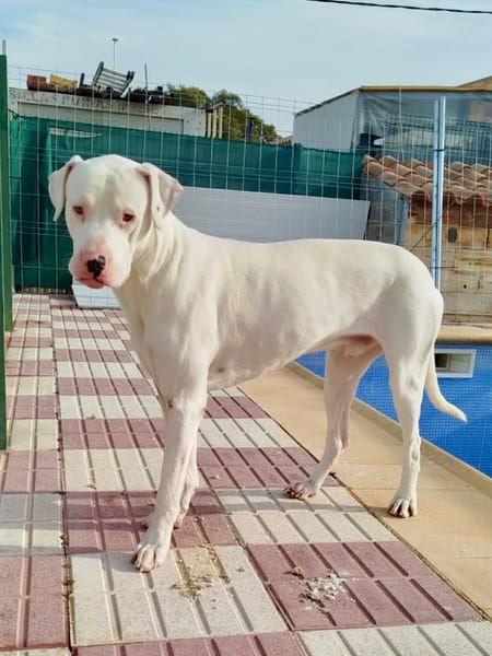 OLAF (Martina)