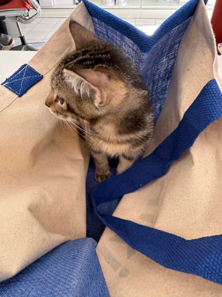 BOOBA chaton